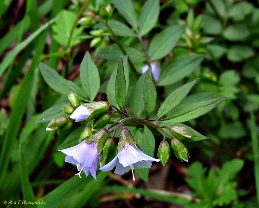 {Polemonium reptans}